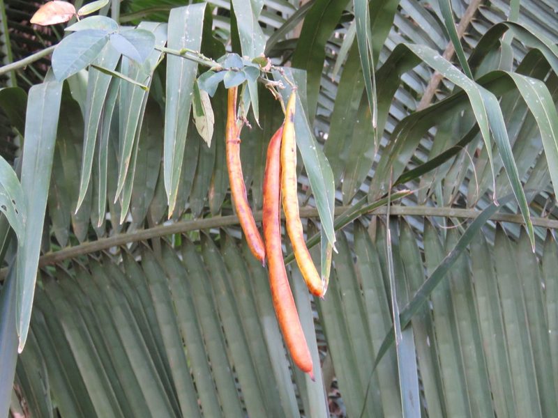 Senna quinquangulata, photographed by Alexis López Hernández