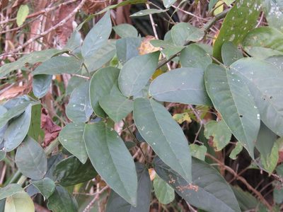 Senna quinquangulata, photographed by Alexis López Hernández