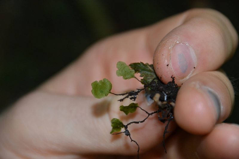 Didymoglossum ekmanii, photographed by Letizia Weichgrebe