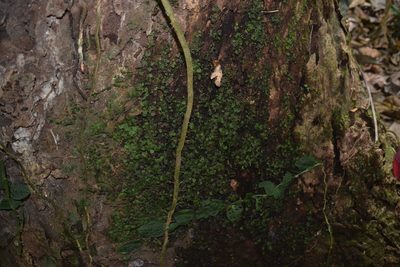 Didymoglossum ekmanii, photographed by Letizia Weichgrebe