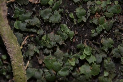 Didymoglossum ekmanii, photographed by Letizia Weichgrebe