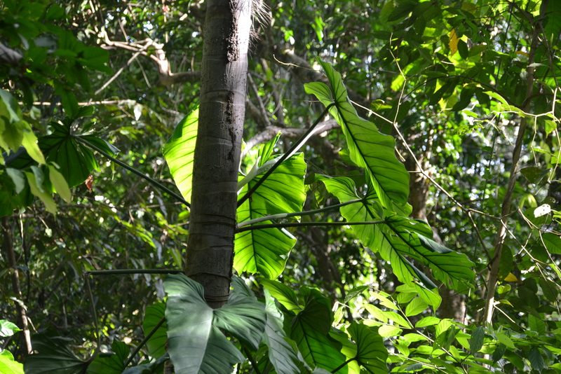 Philodendron panamense, photographed by Letizia Weichgrebe