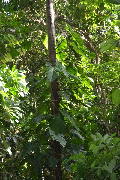 Philodendron panamense, photographed by Letizia Weichgrebe
