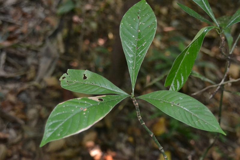Psychotria marginata, photographed by Letizia Weichgrebe