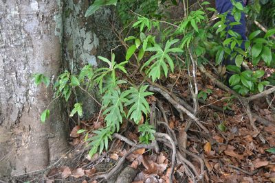 Philodendron radiatum, photographed by Letizia Weichgrebe