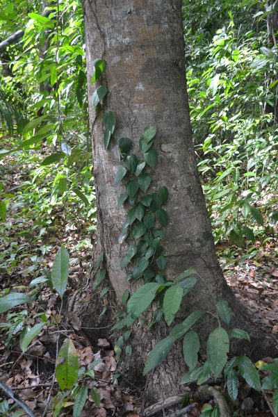 Philodendron fragrantissimum, photographed by Letizia Weichgrebe