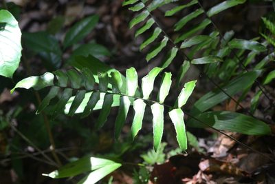 Adiantum lucidum, photographed by Letizia Weichgrebe