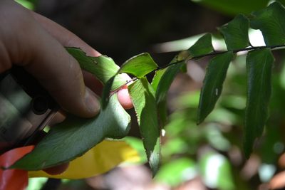 Adiantum lucidum, photographed by Letizia Weichgrebe