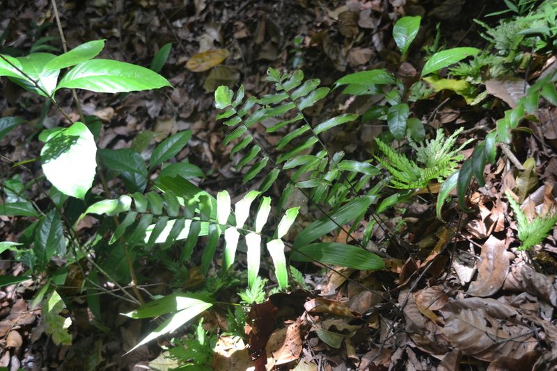 Adiantum lucidum, photographed by Letizia Weichgrebe
