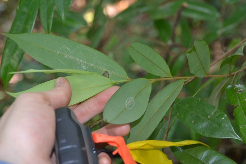 Xylopia macrantha, photographed by Letizia Weichgrebe