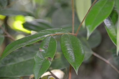 Xylopia macrantha, photographed by Letizia Weichgrebe