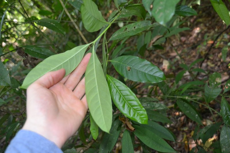 Faramea occidentalis, photographed by Letizia Weichgrebe