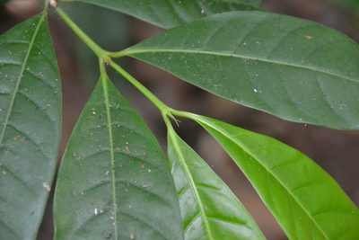 Faramea occidentalis, photographed by Letizia Weichgrebe
