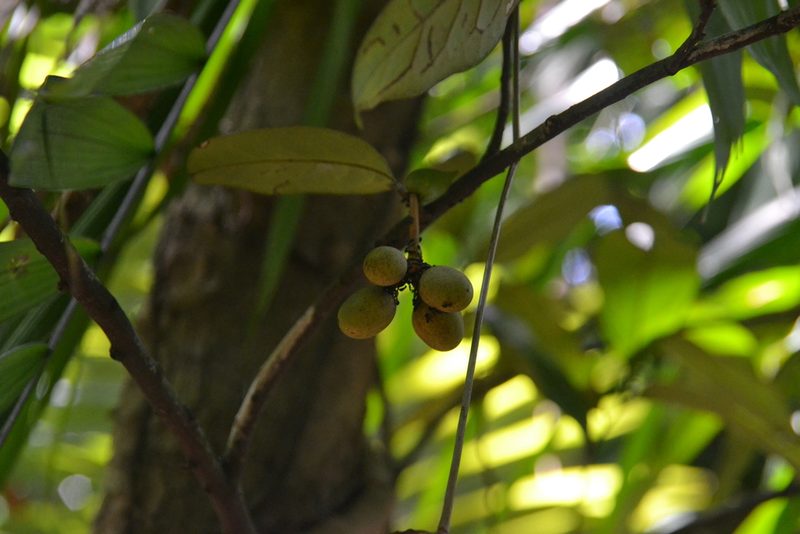 Desmopsis panamensis, photographed by Letizia Weichgrebe