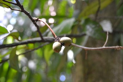 Desmopsis panamensis, photographed by Letizia Weichgrebe