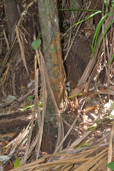 Oenocarpus mapora, photographed by Letizia Weichgrebe