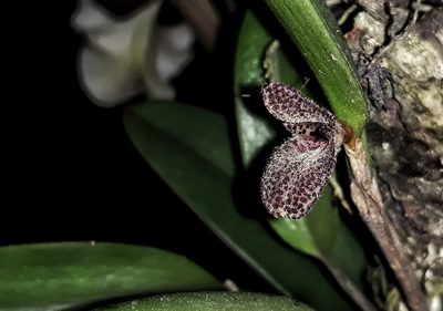 Restrepiella ophiocephala, photographed by Victor De la Cruz