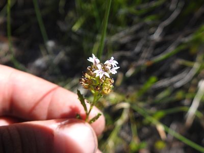 Lobelia jasionoides, photographed by Matthew Fainman