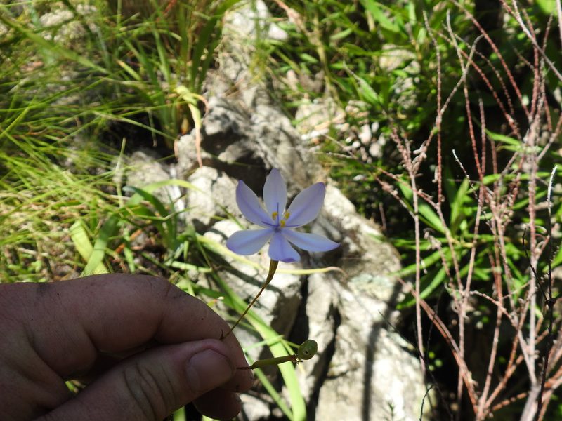Bobartia lilacina, photographed by Matthew Fainman