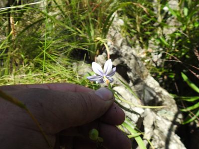 Bobartia lilacina, photographed by Matthew Fainman