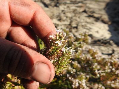 Lobelia jasionoides, photographed by Matthew Fainman