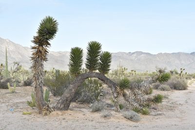 Yucca valida, photographed by Alan Rockefeller