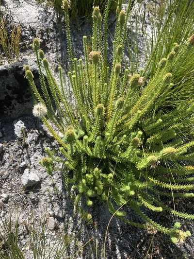Stilbe albiflora, photographed by Matthew Fainman