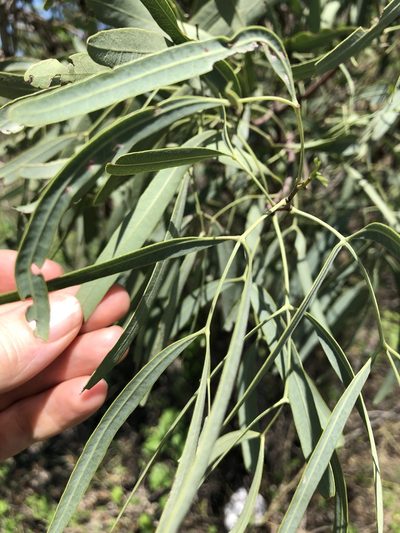 Atalaya hemiglauca, photographed by elawrey