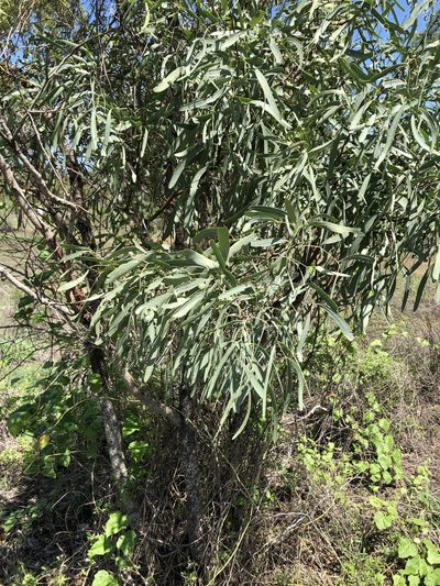 Atalaya hemiglauca, photographed by elawrey