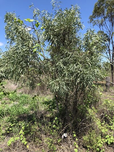 Atalaya hemiglauca, photographed by elawrey