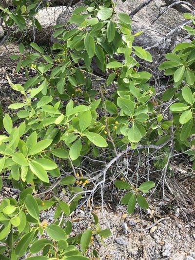 Denhamia disperma, photographed by elawrey