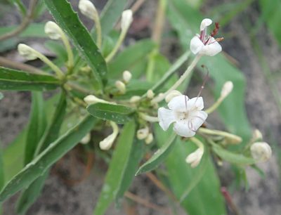 Clerodendrum ternatum, photographed by Robert Taylor