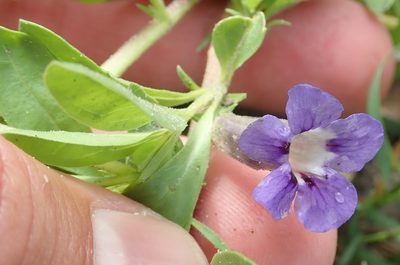 Aptosimum decumbens, photographed by Robert Taylor