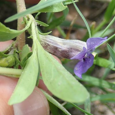 Aptosimum decumbens, photographed by Robert Taylor