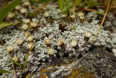 Raoulia apicinigra, photographed by Cara-Lisa Schloots