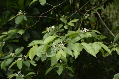 Holarrhena pubescens, photographed by Siddarth Machado
