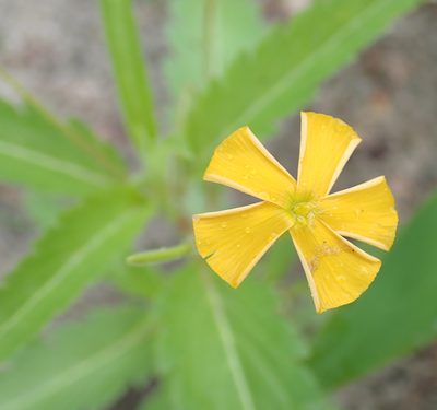 Tricliceras glanduliferum, photographed by Robert Taylor