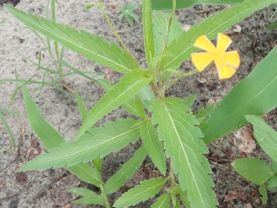 Tricliceras glanduliferum, photographed by Robert Taylor