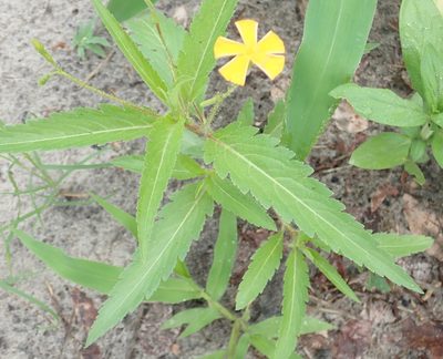 Tricliceras glanduliferum, photographed by Robert Taylor