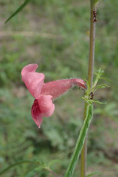 Sesamum triphyllum, photographed by Robert Taylor