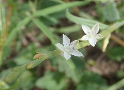 Oxygonum alatum, photographed by Robert Taylor