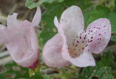 Sesamum eriocarpum, photographed by Robert Taylor