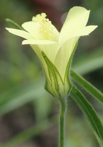 Hibiscus sidiformis, photographed by Robert Taylor
