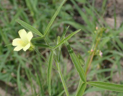 Hibiscus sidiformis, photographed by Robert Taylor
