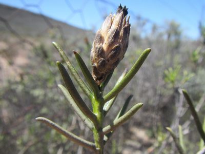 Pteronia flexicaulis, photographed by douglaseustonbrown