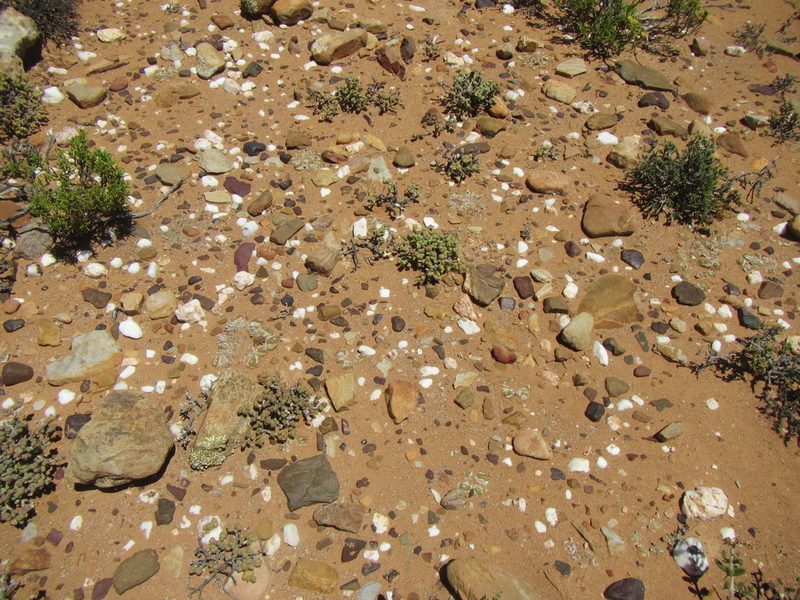Gibbaeum nuciforme, photographed by douglaseustonbrown