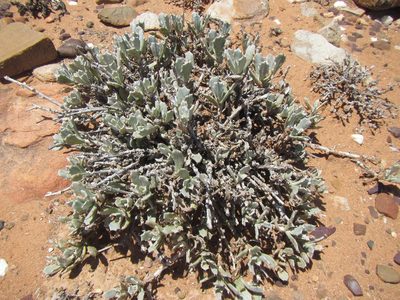 Berkheya cuneata, photographed by douglaseustonbrown