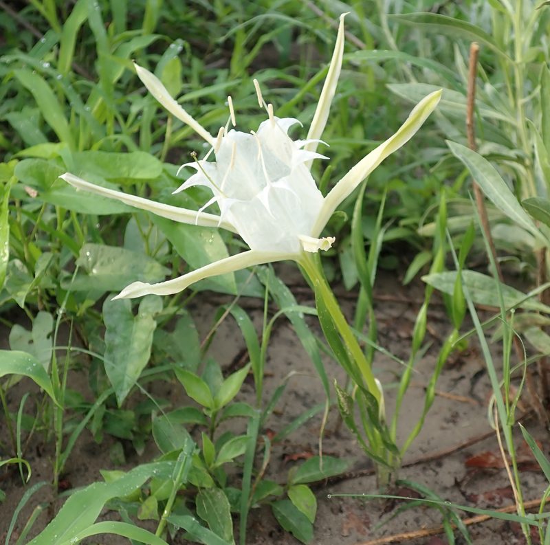 Pancratium tenuifolium, photographed by Robert Taylor