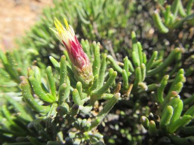Pteronia flexicaulis, photographed by douglaseustonbrown