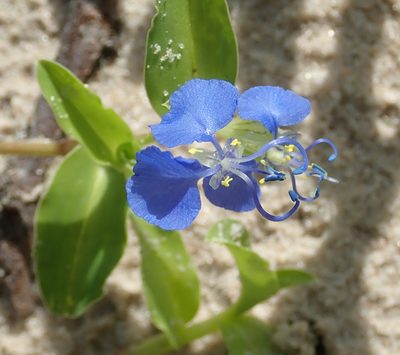 Commelina forskaolii, photographed by Robert Taylor